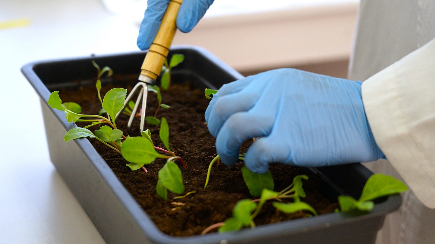 Derzhavin University scientists have proven the effectiveness of metallurgical sludge in increasing sugar beet yields.